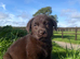 Beautiful quality Labrador puppies