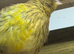 Young fife canaries