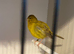 Cinnamon fife canary