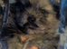 Beautiful fluffy pom-shiz puppies ready in 1 week