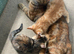 Savannah X kittens