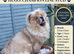 Chow chow stud