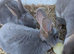 Mini rex
