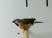 Long-tailed Finch