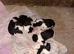 Border collie puppies