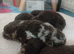 Extensively health tested parents! f1b mini cockapoo