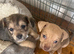 Jack x chi puppies!