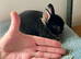 Netherland Dwarf purebred baby Rabbits