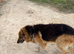 Pet Dog for Sale