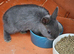 Netherland dwarfs