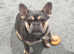 Lilac and Tan Micro Frenchie Female