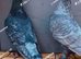 RARE RUBELLA RACING PIGEONS