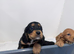 COCKER SPANIEL PUPPIES