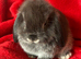 Gorgeous Pure Mini Lop Rabbits