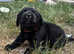 KC registered black chunky Labrador puppies.