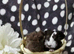 Pure bred Lunkarya and sheltie funky boar pair