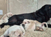 Straw Cane Corso Pups