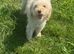 Cream toy poodle small beautiful natured