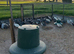 Guinea fowl eggs for sale & keets