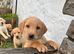 Gorgeous KC reg Labrador puppies