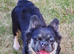 Fully French bulldog for sale