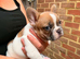 Puppies of French bulldog