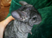 Lovely 2x female ebony chincillas