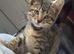 Kitten for sale