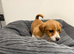 Boy Jack Russel puppy Max