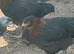 French Black Copper Maran female chickens