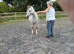 4yr old Welsh Section A