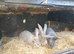 Flemish giant doe
