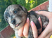 beautiful Multipom/terrier puppies beautiful