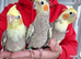 Super silly hand tamed baby cockatiel