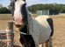 13hh cob gelding