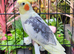 Various baby & adult cockatiels