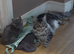 Maine Coon Kittens *Ready to leave