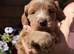 Champion bloodlines F1 puppies