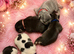 RKC registered French bulldog puppy