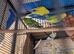 Budgies 4 sale