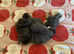 Ragcoon Kittens