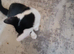 4 beautiful kittens 3 male 1 female