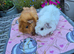 Baby Female Guinea Pigs Funky Coats