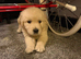 Beautiful boy puppy