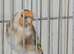 brown pastel goldfinch
