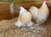 Pekin bantam pairs and trios