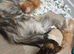 Poly maine coon kitten Tica reg