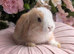 Mini lops available