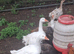 Sabastopol goose