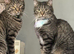2 male house cats 3 years old